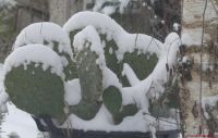 Cactus sous la neige N°930